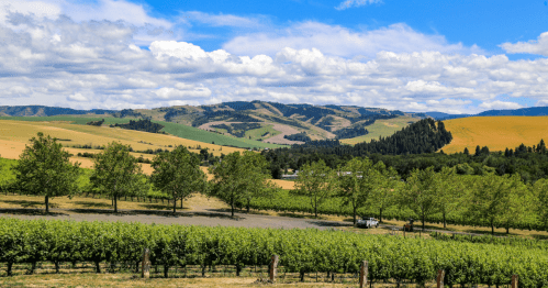 A vineyard of grapevines drink up the sun on a summer day with rolling hills in the background.
