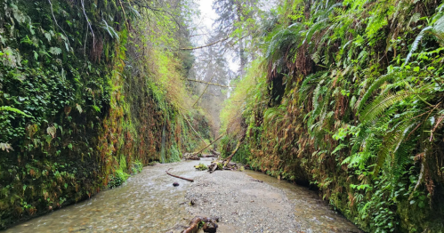A creek winds through a gully covered in green ferns in the middle of the redwoods of Northern California.