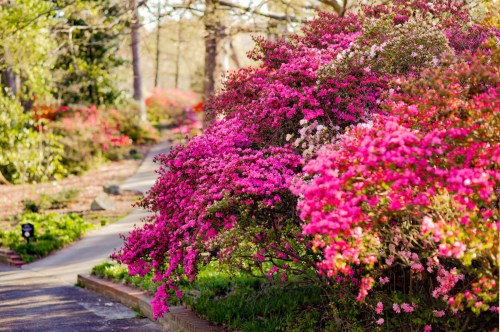 Colorful azaleas in bloom at Glencairn Gardens in South Carolina.