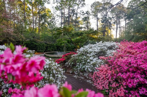 Colorful azaleas in bloom at Glencairn Gardens in South Carolina.