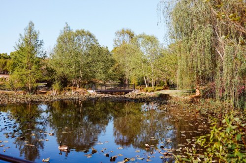 Pond at Glencairn Gardens lined by trees.
