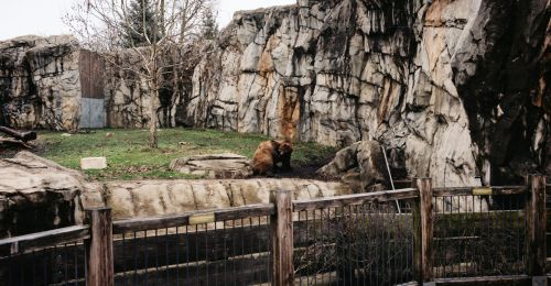 A grizzly bear in a zoo exhibit.