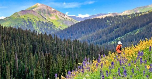 A hiker taking in the views in the meadow of wildflowers along the Rocky Mountains at Rocky Mountain National Park in Colorado