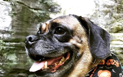 A Puggle with his tongue out wearing a Star Wars bandana in front of the sandstone cliffs at Starved Rock State Park