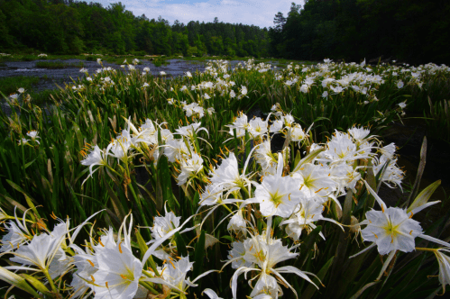 Field of Cahaba lillies near the river in Alabama