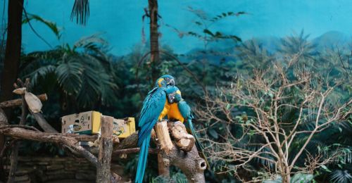 Two parrots sitting on a branch in a zoo exhibit.