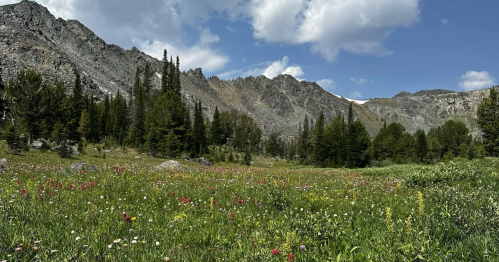 View along a Montana trail: a vibrant wildflower alpine meadow under rugged, jagged mountain peaks.