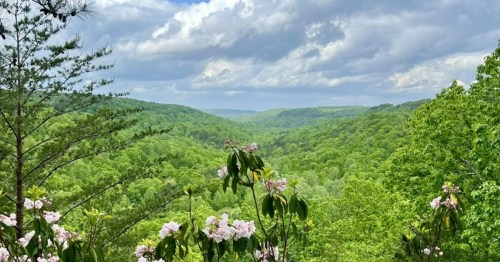 Flowers frame a canyon overlook in Alabama.
