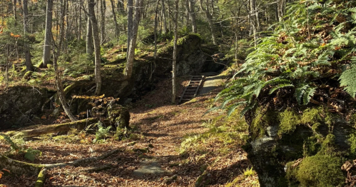 A wooden ladder leads through mossy boulders and ferns on the scenic Devil's Gulch Trail in Eden, Vermont.