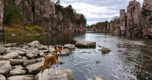  Small brown dog on a creek bed boulder. Distant rocky cliffs tower over a South Dakota hiking trail.