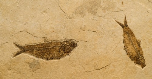 Two fossilized fish discovered within the rocks at Fossil Lake in Wyoming.