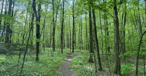 A primitive hiking trail in Connecticut weaves through a vibrant green forest.