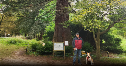 A man and a dog stand in front of Michigan's champion sequoia tree.