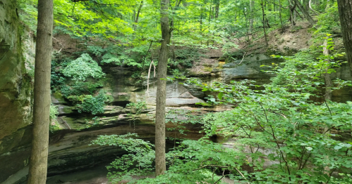 Looking deep into the layered sandstone Ottawa Canyon, IL, with lush green ferns and a small stream.