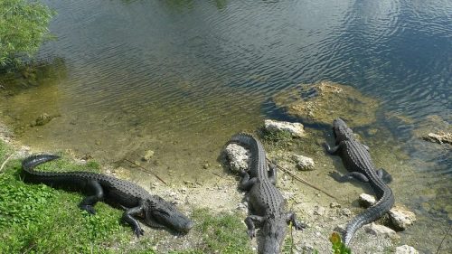 Three alligators lounging on the river bank in Florida