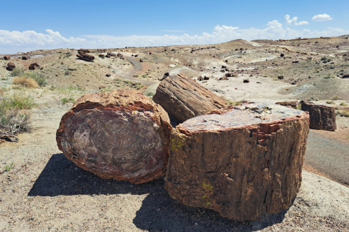 A piece of petrified wood against a backdrop of desert landscape