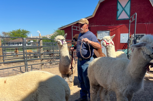 A farmer showcases the alpacas before an on-site tour.