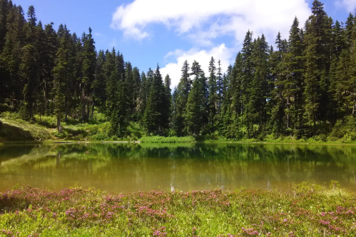 Take A Scenic Ride On The Mt. Rainier RailCycle In Washington