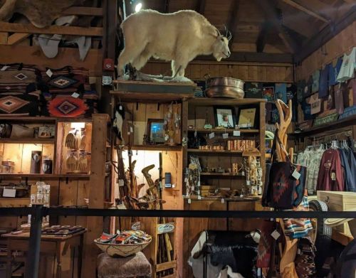 An antique shop with a taxidermied mountain goat near its ceiling.