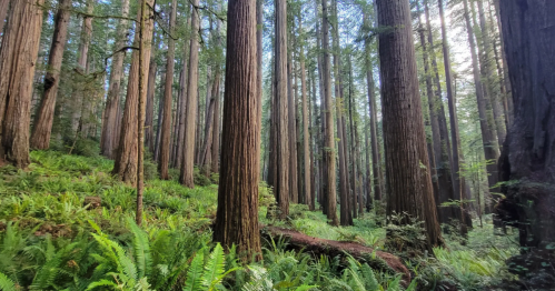 A stand of old-growth redwood trees casts shade over the understory on a blue day.
