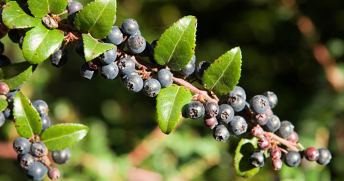 A huckleberry branch is covered in ripe huckleberries.