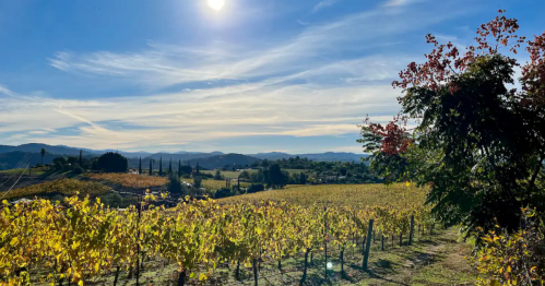 A stunning countryside vineyard is photographed at sunset on a summer day.