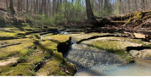 A river running through a green forest.