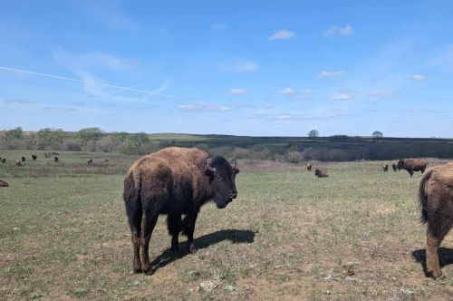 A bison is standing in a field with other bison in the background.
