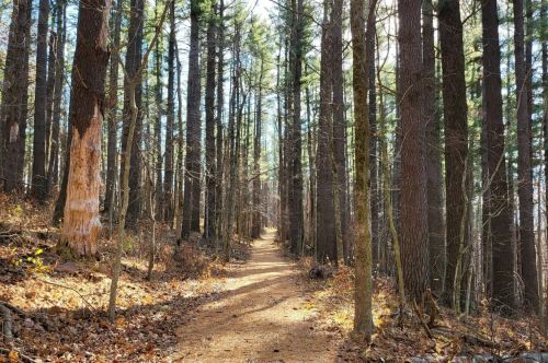 The sun is shining on a walking path in the forest.