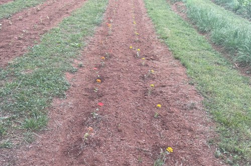 Flowers grow in neat lines in a field on a farm.