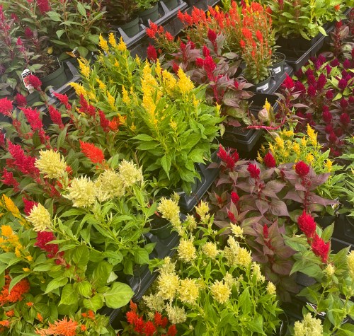 A row of colorful plants for sale in Eno River Farm's greenhouse.