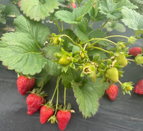 An up-close shot of strawberries growing n the vine.