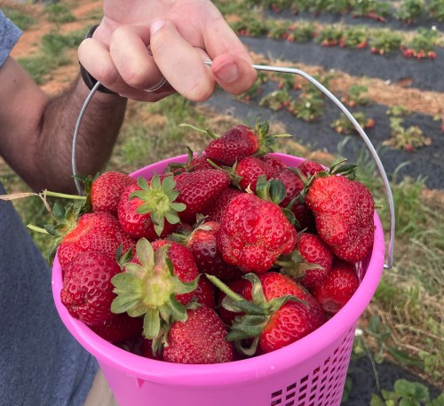 A hand holds up a large pink basket, full of freshly picked strawberries. Strawberries fields are visible in the background.