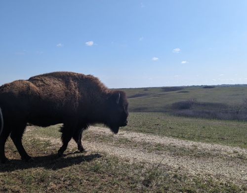 A large bison is walking in a field.