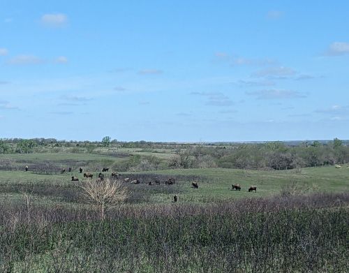 A herd of bison in the background of a prairie.