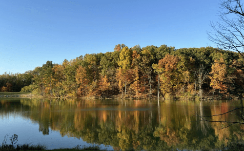 Brightly colored autumn trees surrounding a lake in Mt. Gilead State Park on a sunny day