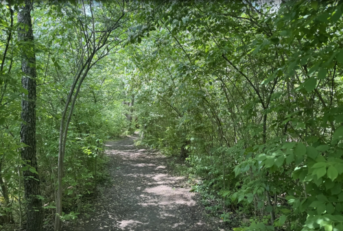A walking path in Mt. Gilead State Park with a bright green tree canopy