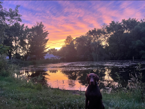 A sunset over the pond at Willowthorne with a brown dog in the foreground
