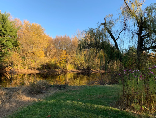 Green and yellow trees behind the pond at Willowthorne camp site