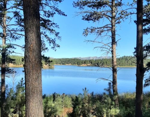 A forest with a lake in the background.