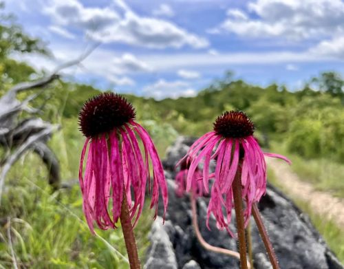 Pink flower in the foreground of a forest.