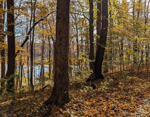 Colorful foliage amongst trees in a state park.