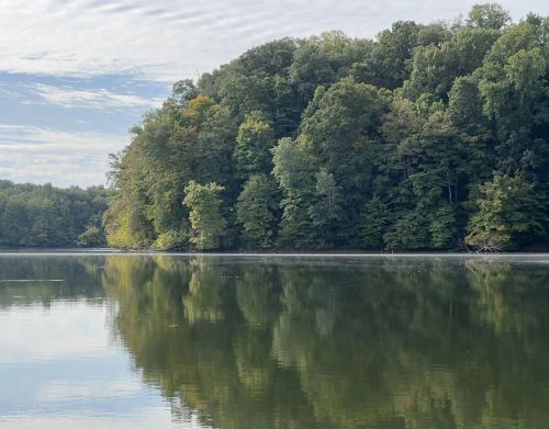 Trees reflecting on a lake.