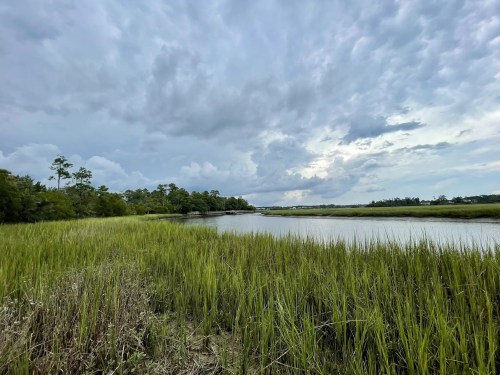A scenic shot of a marshy area, with marsh grasses, trees, and a body of water.
