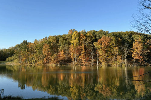 Brightly colored trees in autumn surrounding Mt. Gilead Lake on a sunny day