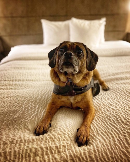 Puggsley the Puggle laying on a hotel bed in Springfield, IL looking up.
