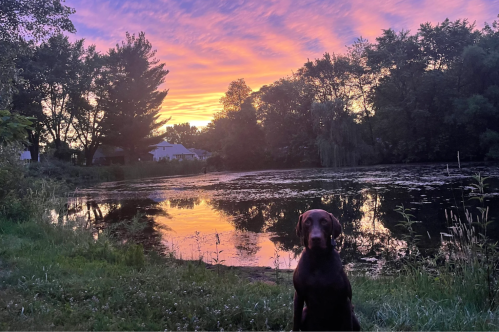 A sunset over the pond at Willowthorne with a brown dog in the foreground