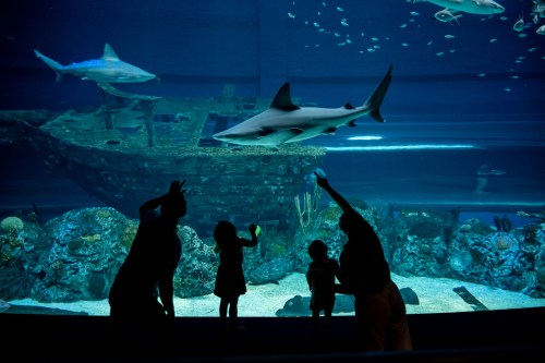 A group of people admire a scene at an aquarium