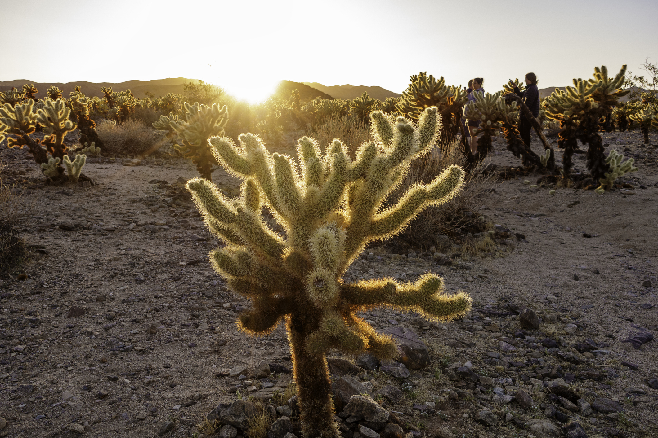 The Dreamy Cholla Cactus Garden Trail in Southern California is Undeniably  Cinematic
