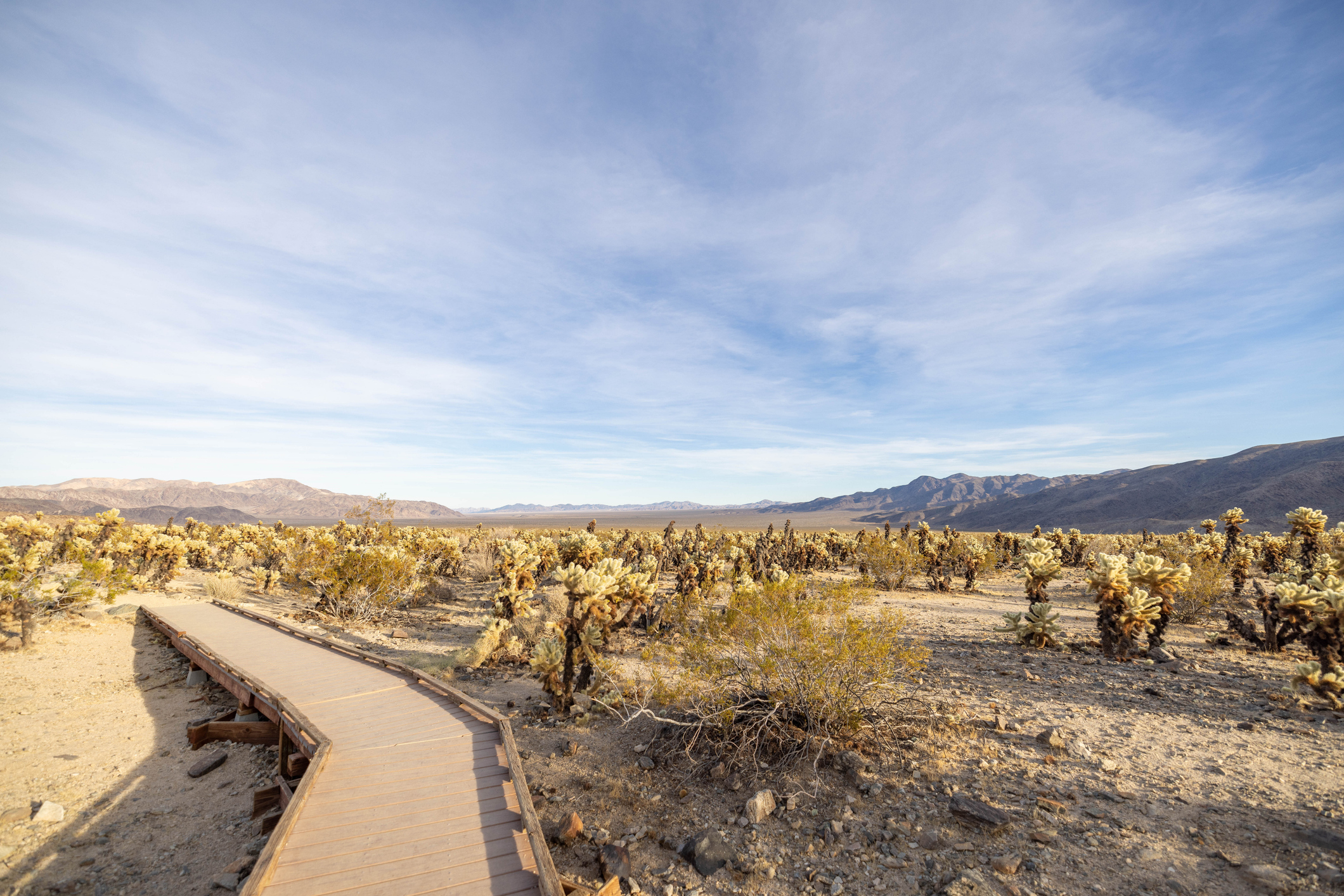 The Dreamy Cholla Cactus Garden Trail in Southern California is Undeniably  Cinematic